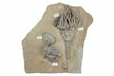 Fossil Crinoid Plate (Three Species) - Crawfordsville, Indiana #215821-2